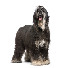 Afghan Hound (7 years) in front of a white background