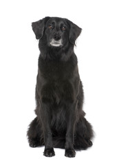 Mixed Dog (6 years) in front of a white background