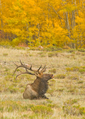 Naklejka na ściany i meble A bull elk in fall colors in Colorado