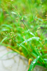 Some weeds that grow by the road