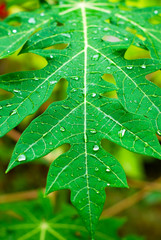 A closeup of a papaya tree leaf after the rain