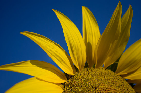 yellow sunflower. Close-up
