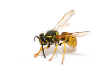 close-up of a wasp isolated on white