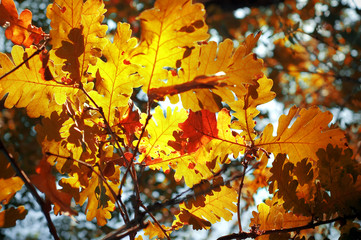 autumn maple leaf