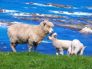 Sheep And Grassland At Seashore