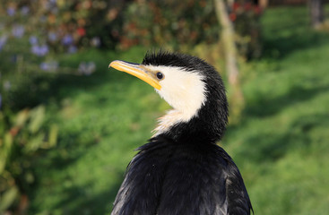 cormoran