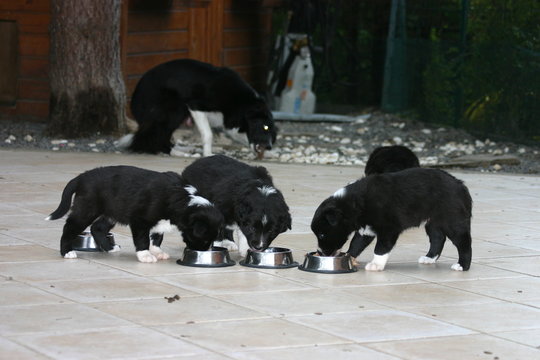 Border collie chacun sa gamelle