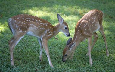 a pair of whitetail fawns with early morning food