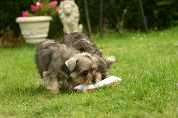 chiots qui jouent dans le jardin avec un jouet