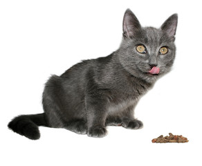 Obraz premium Small kitten on a white background.