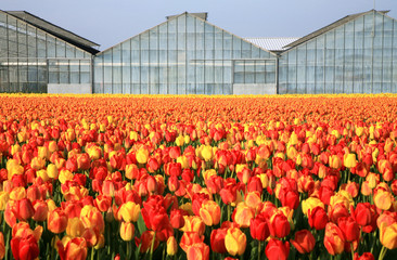 Dutch view