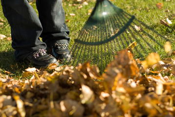 A child helping with fall chores, by raking leaves