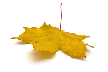 yellow maple leaf isolated on white background