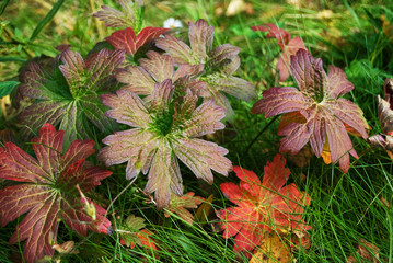 colorful autumn leaves in green grass, background