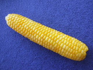 épi de maïs sur fond bleu