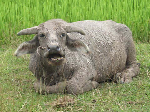 buffle allong&eacute;