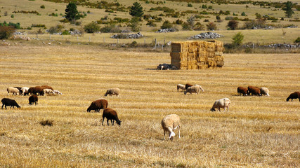 Fototapeta na wymiar Owca w Causses