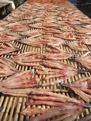 drying fish in asia
