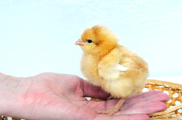 A small cute chicken on a hand
