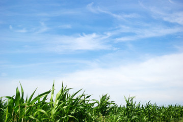corn on sky
