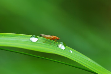 drop on a blade of grass