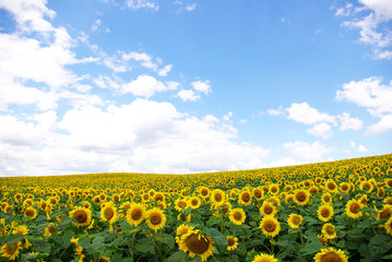 Fototapeta premium sunflower field