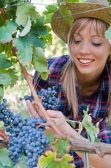 Young woman peasant who looks the grapes in the vineyard