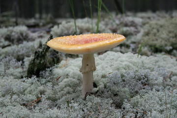 mushroom