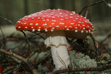 mushroom