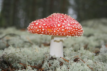 Mushroom
