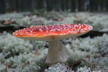 Mushroom