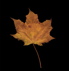 Colorful maple leaves isolated on black