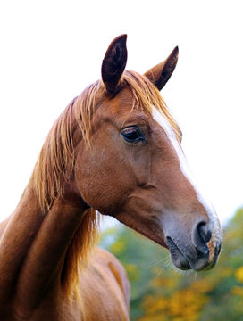 A photography of a brown horse standing