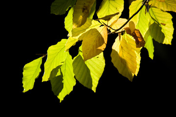 bunte Buchenblätter im Herbst