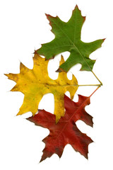 three autumn leaves  isolated on white background