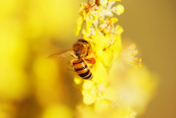 Bee and yellow melilot, sweet clover © Sergey Toronto