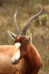 Bontebok antelope with beautiful horns and white face