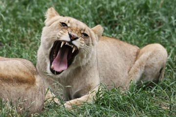 Fototapeta na wymiar Wściekły lwica z otwartymi ustami obnażając kły