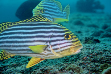 Blackspotted Sweetlips in the Indian Ocean