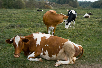 Fototapeta na wymiar Cows on pasture