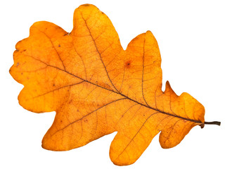 yellow autumn oak leaf over the white background - Powered by Adobe