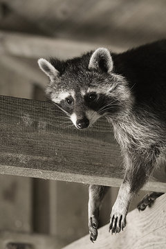 Waschb&auml;r