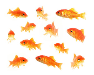 Naklejka premium Goldfische