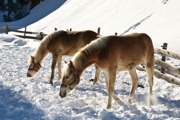 Pferde suchen Nahrung im Schnee