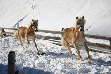 Fototapeta na wymiar Konie w zimie
