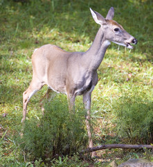 whitetail doe in early fall with mouth open