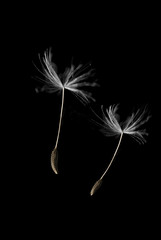 Two dandelion seeds floating away together