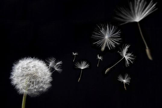 Fototapeta Danelion ze strąkami nasion unoszącymi się na wietrze