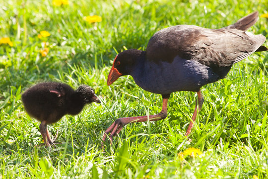 A pukeko feeds scraps to it's chick