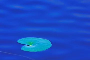 Fotobehang Zen nénuphare1  © amskad